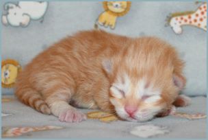 Female Siberian Kitten from Deedlebug Siberians